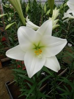 [5147 Big Tower 16 ST No01.JPG]